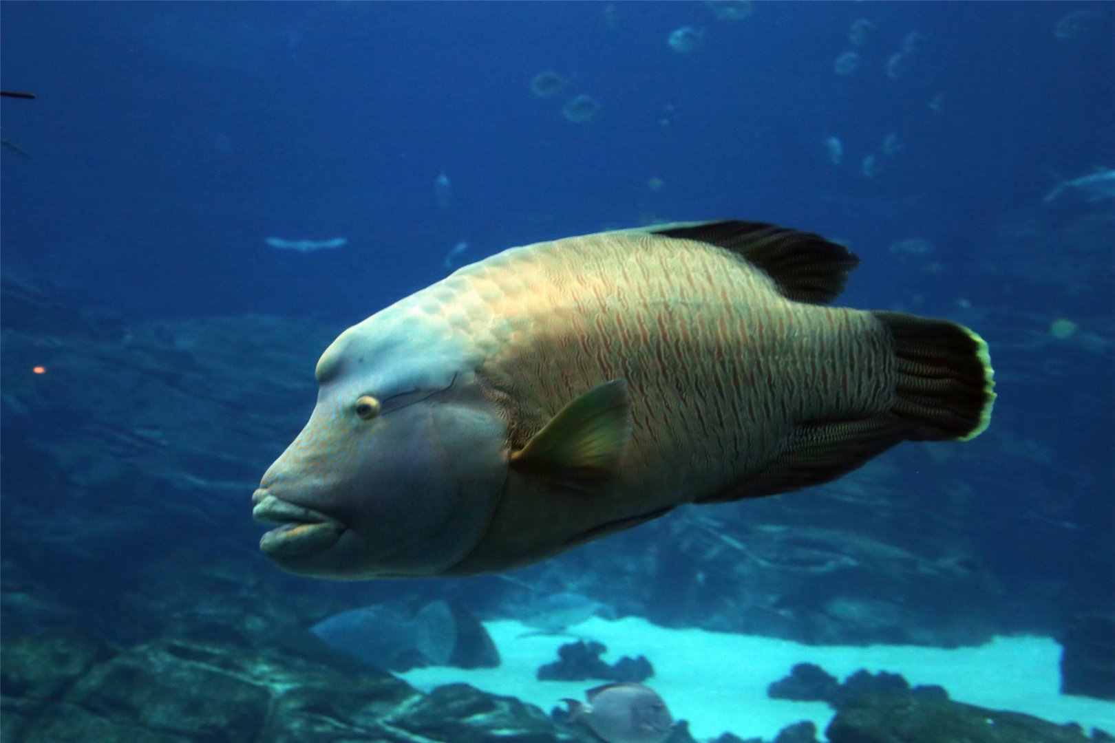 Humphead Wrasse