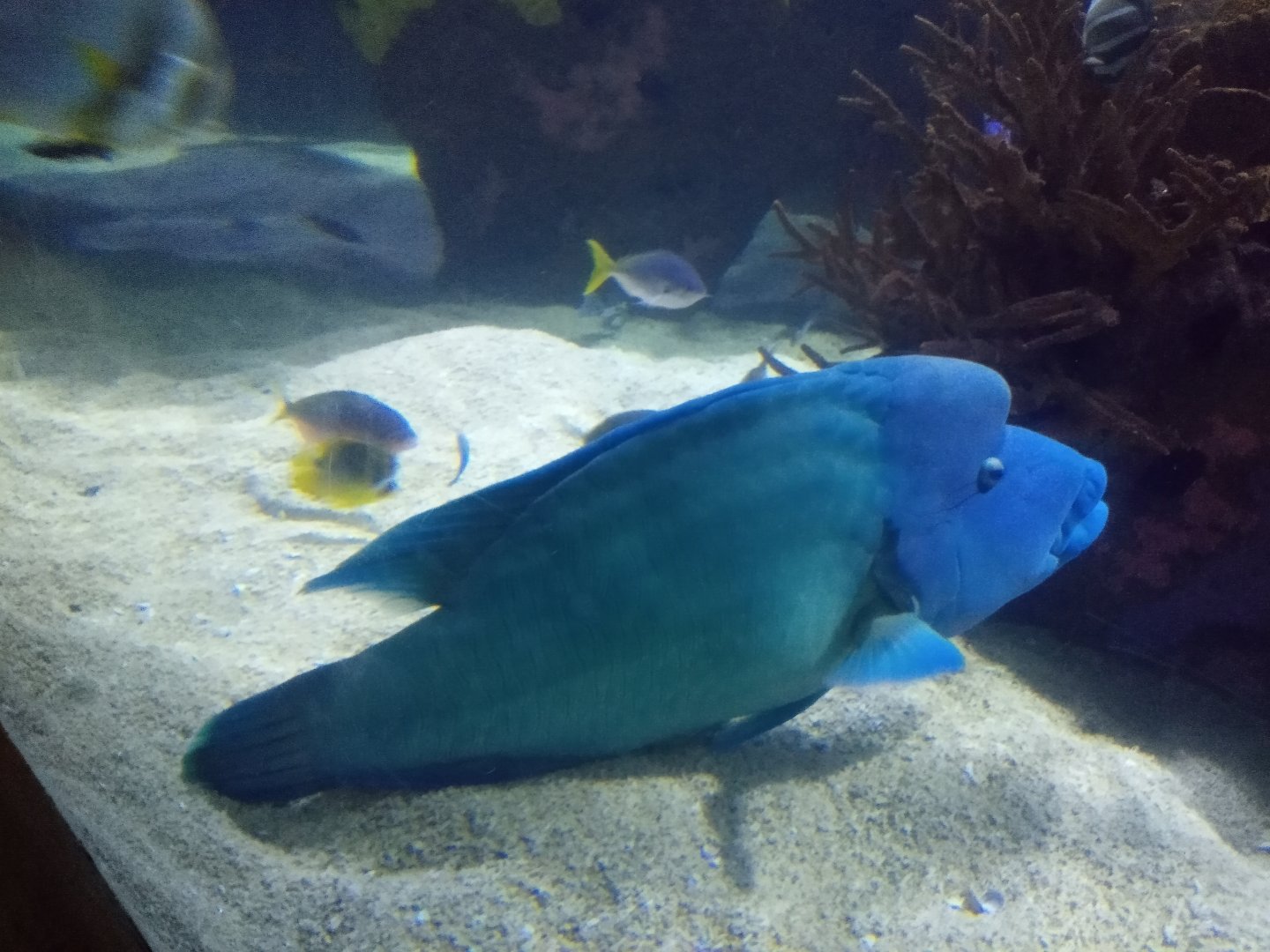 Humphead wrasse