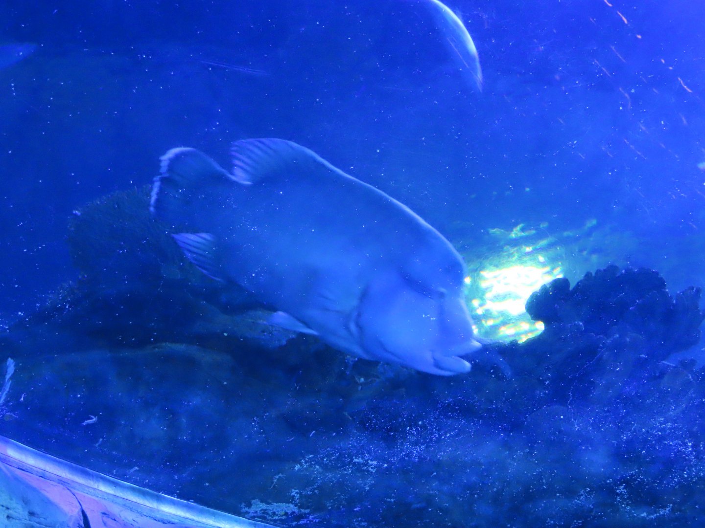 Humphead wrasse