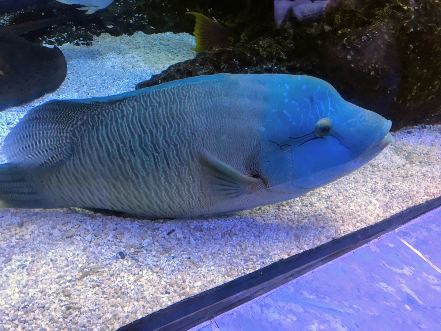 Humphead Wrasse