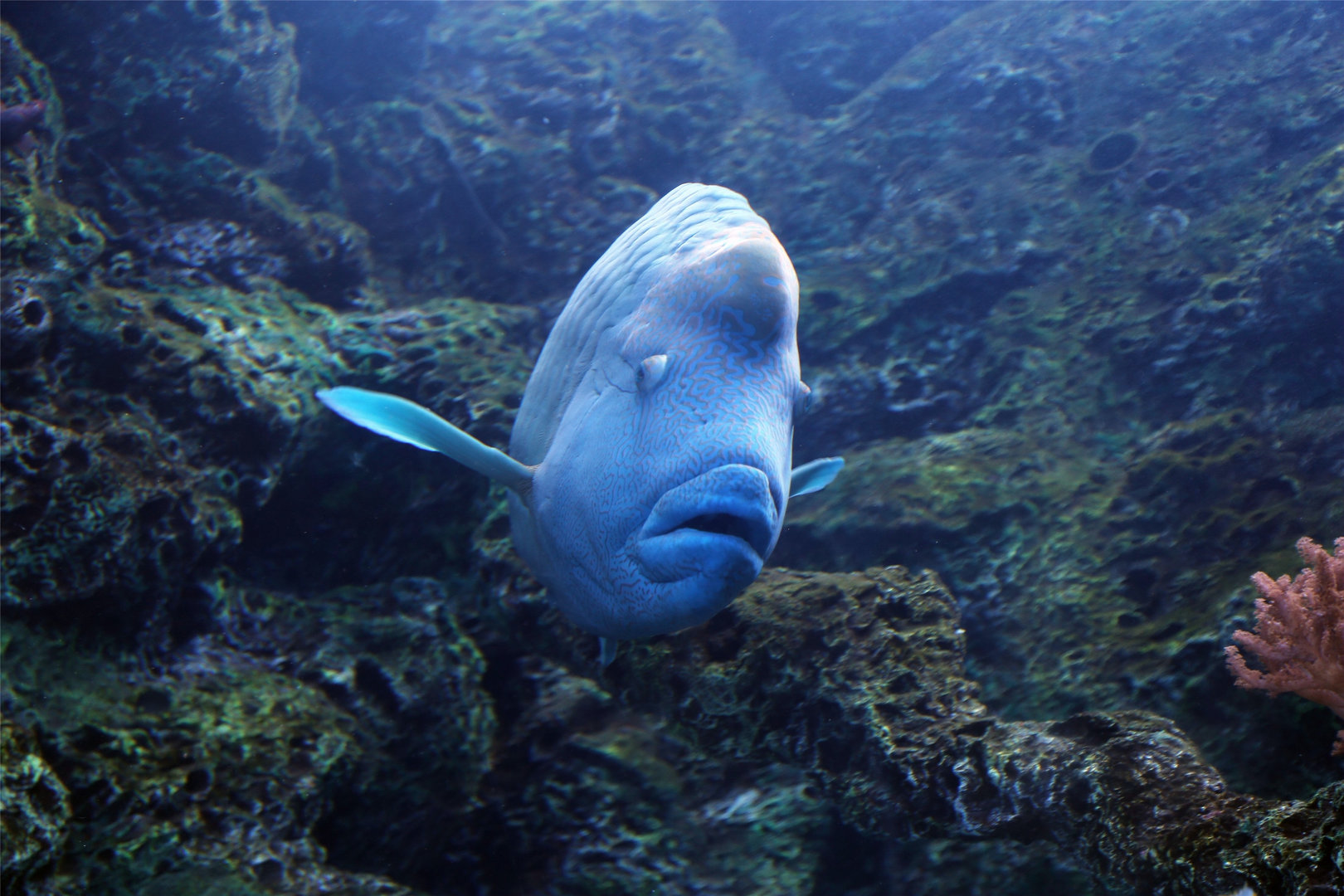 Humphead Wrasse