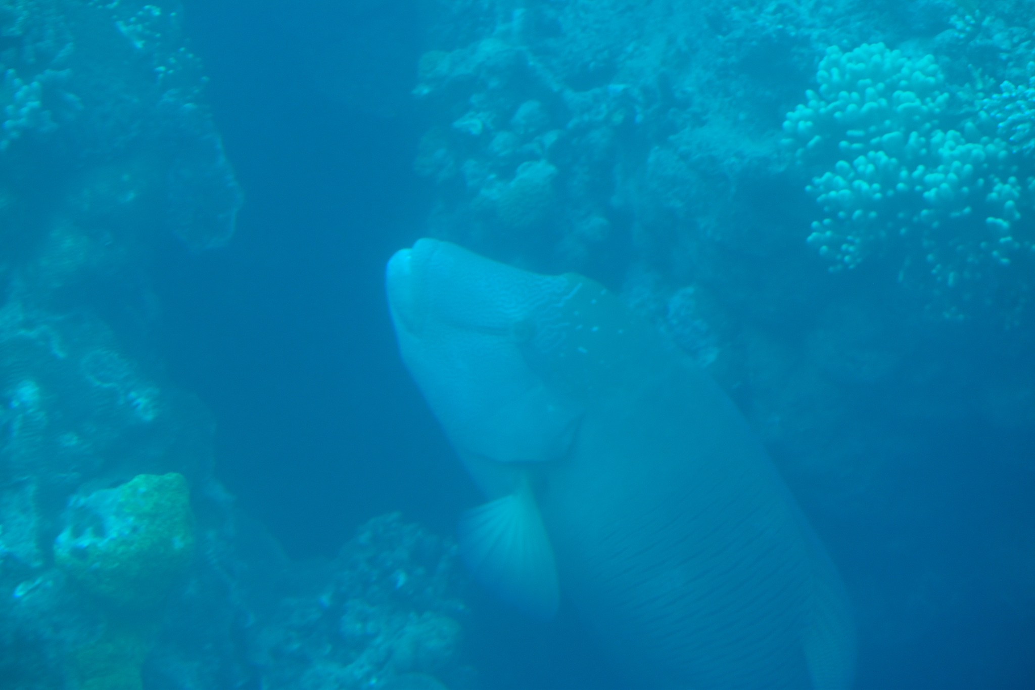 Humphead Wrasse