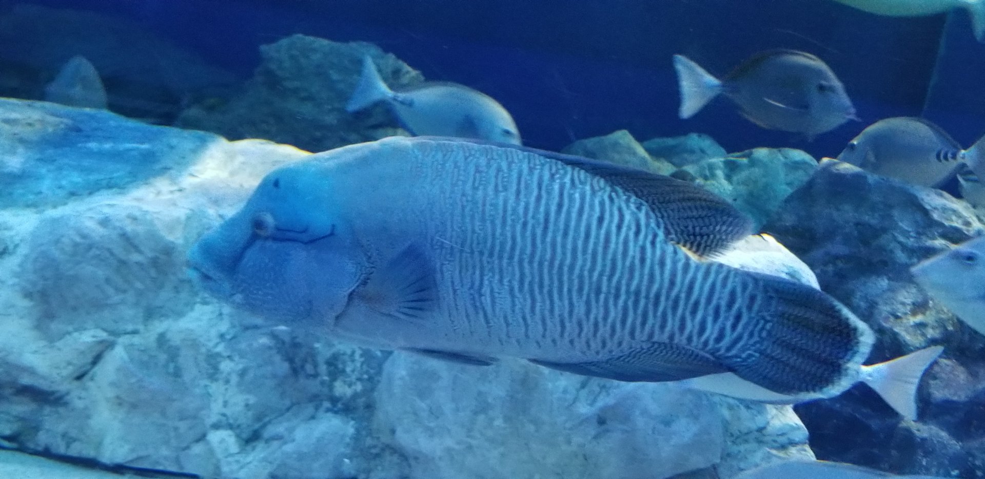 Humphead Wrasse