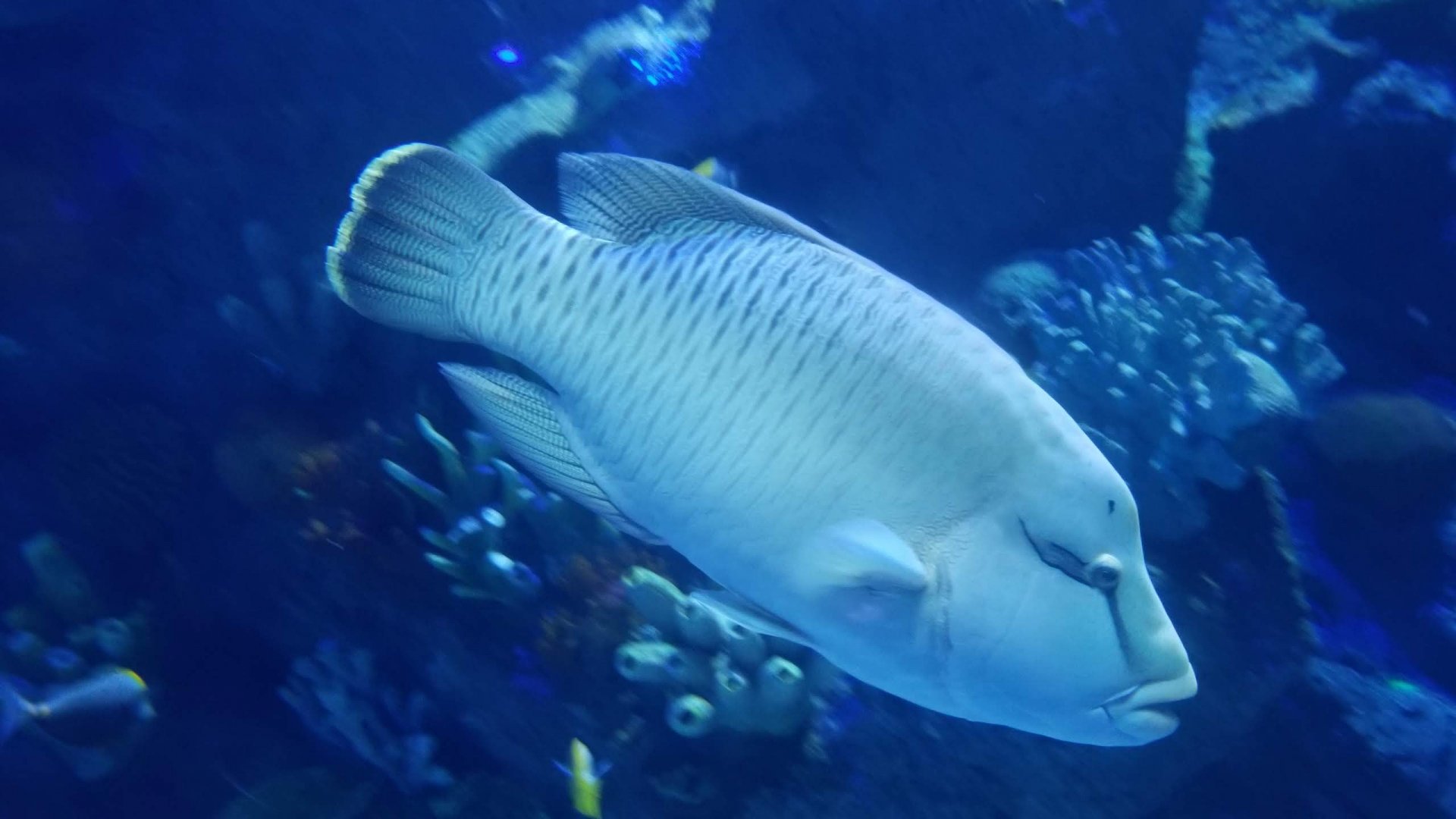 Humphead Wrasse