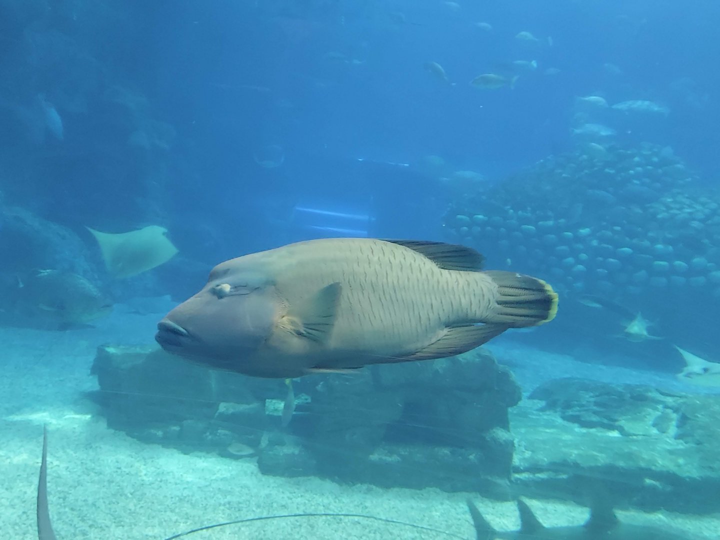 Humphead Wrasse