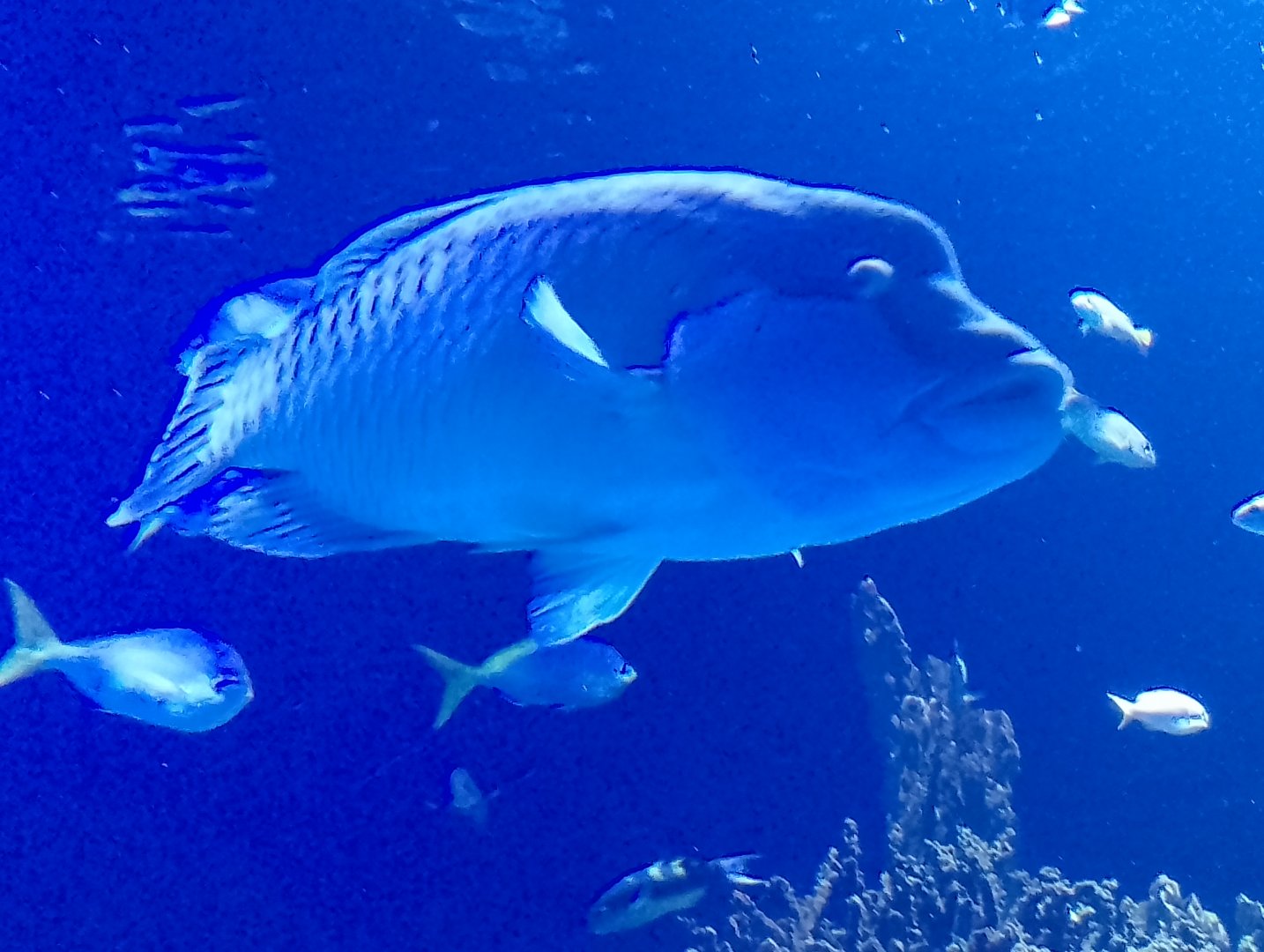 Humphead wrasse