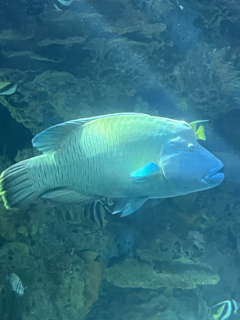 Humphead wrasse