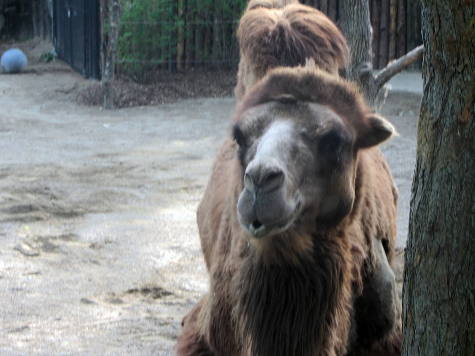 Humphrey the Bactrian Camel