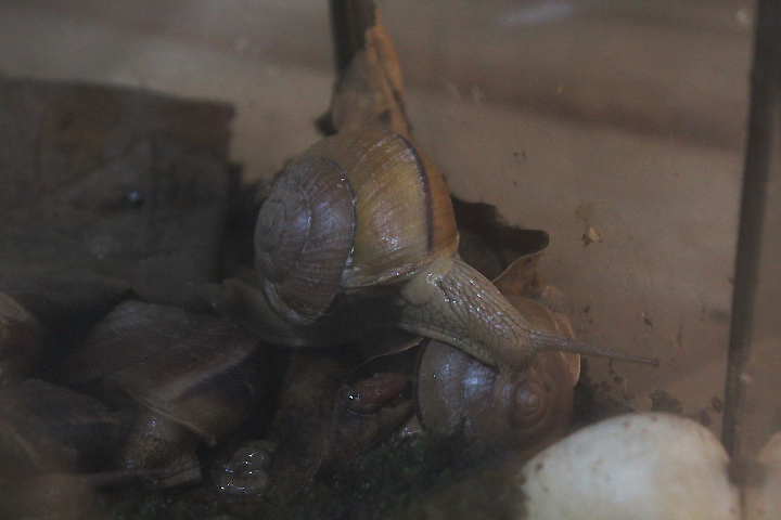 Humphrey's land snail (Hemiplecta humphreysiana) - Animalium BRIN