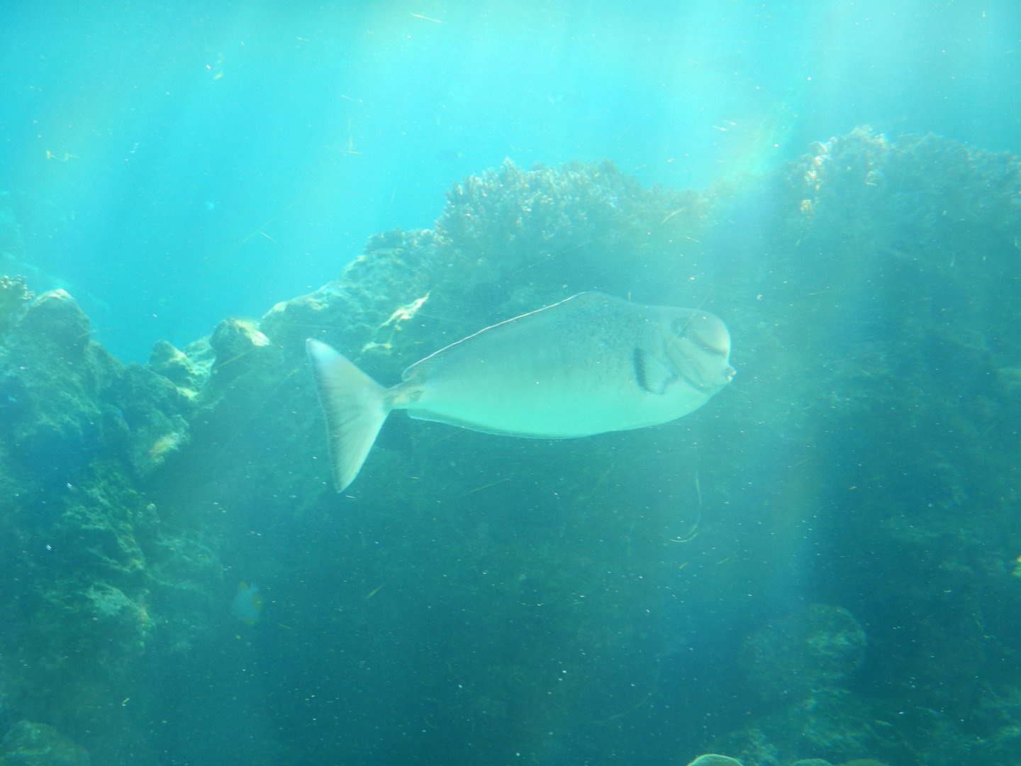 Humpnose Unicornfish