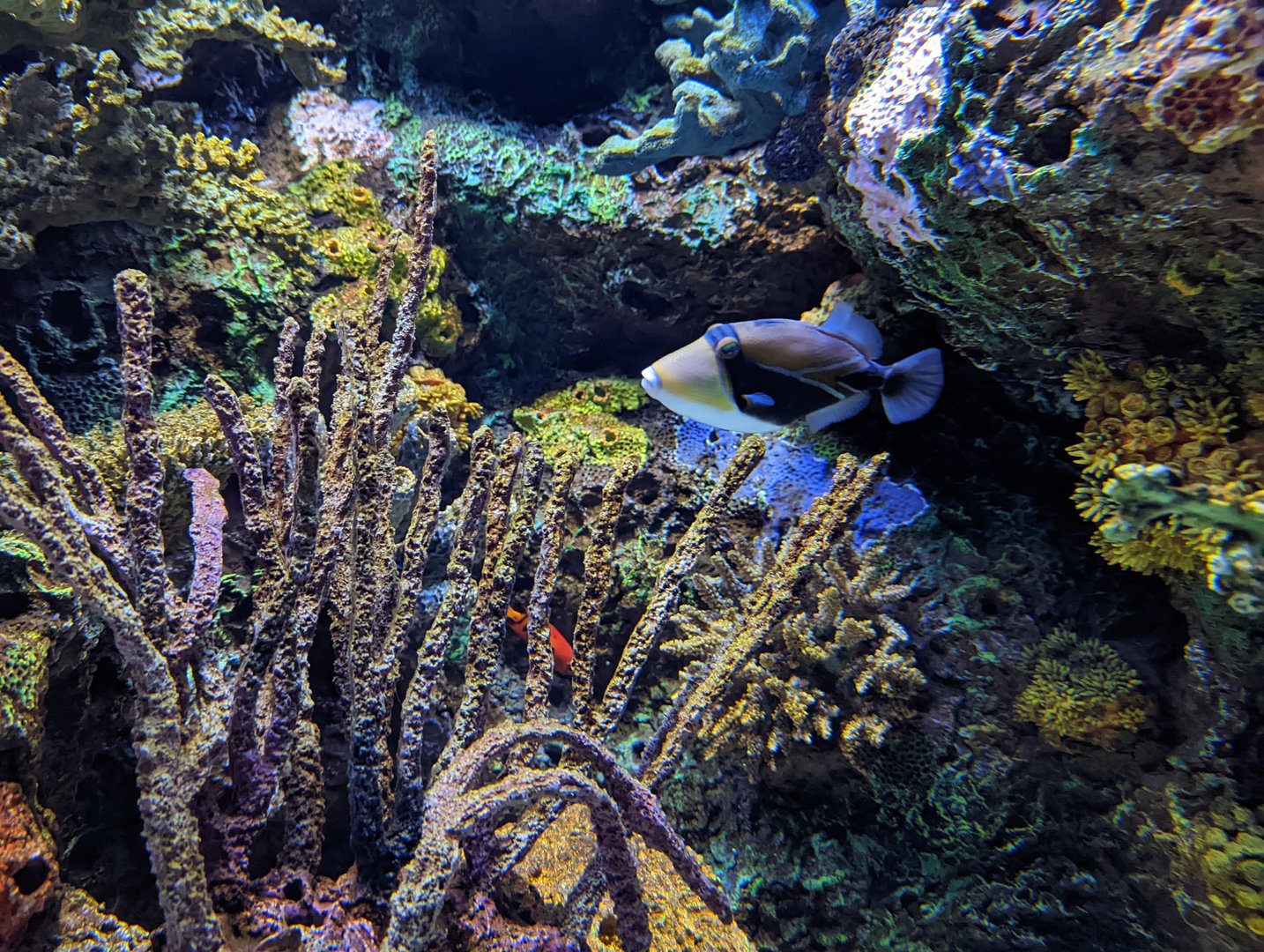 Humuhumunukunukuapua'a at the Greensboro Science Center