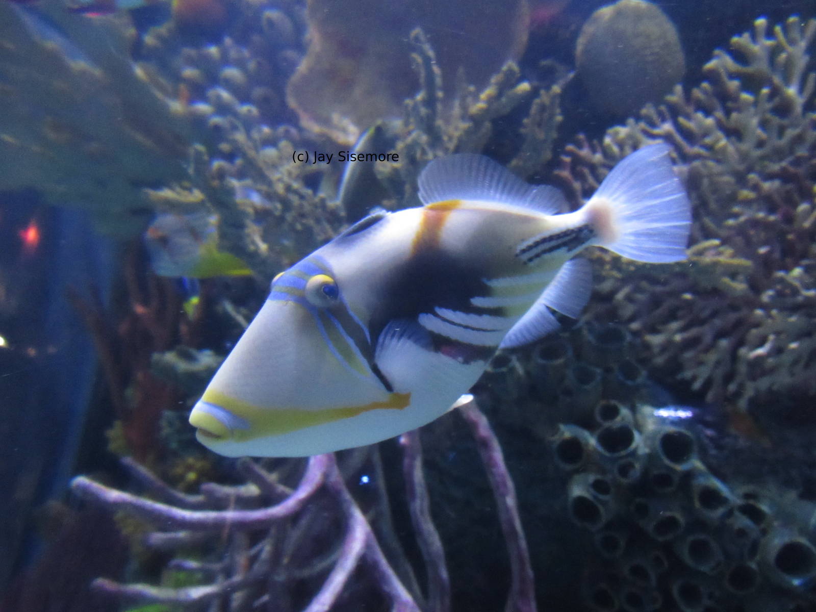 Humuhumunukunukuapua'a