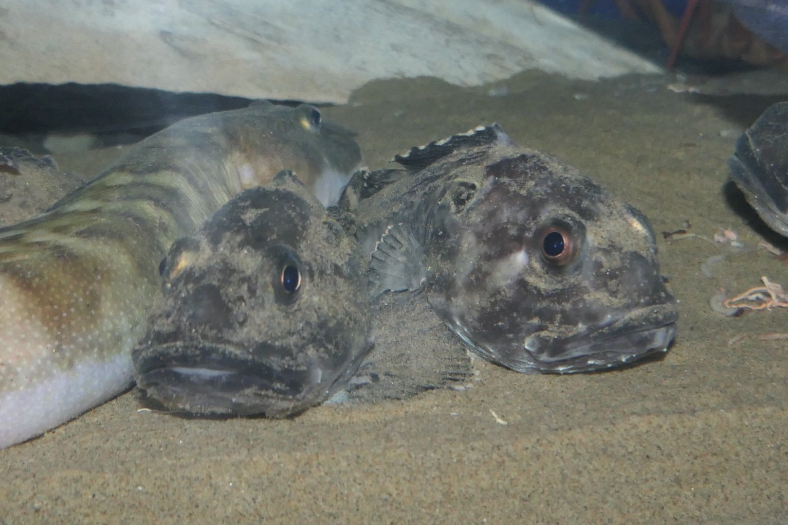 Hunchback Sculpin (Malacocottus gibber) - Uozu Aquarium