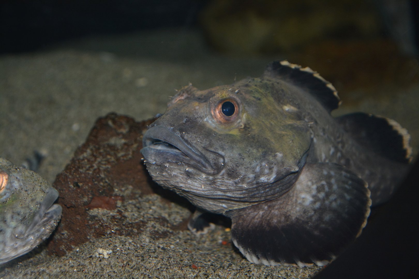 Hunchback sculpin (Malacocottus gibber)