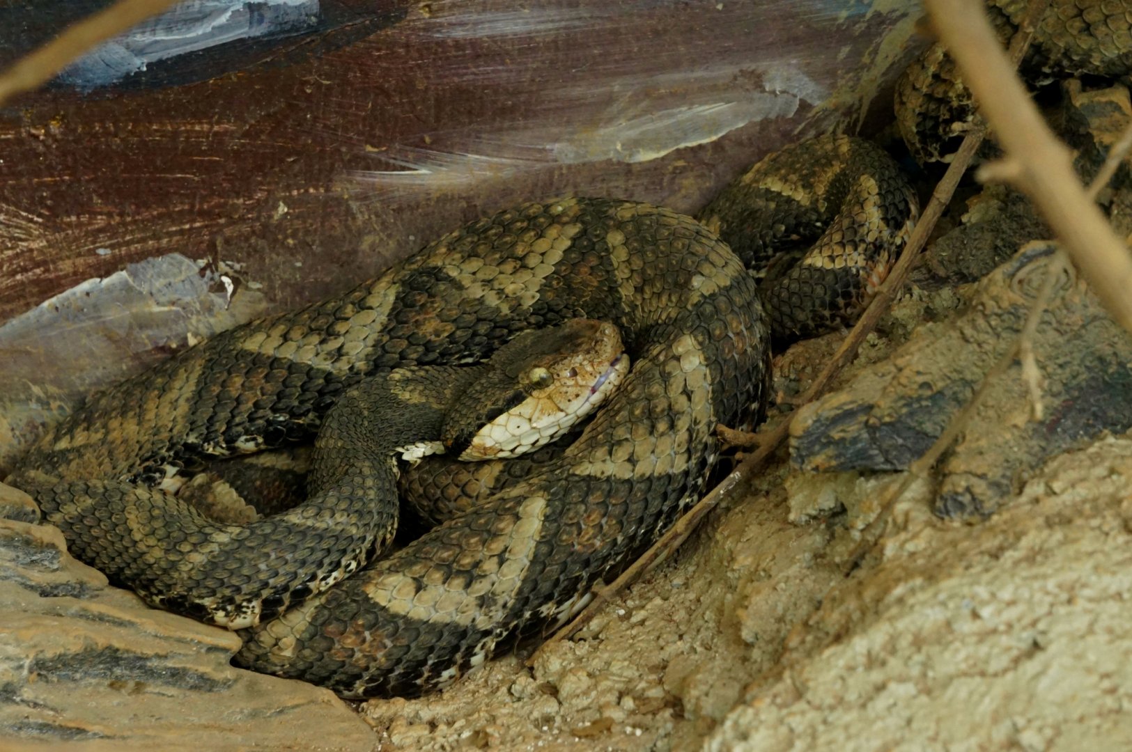 Hundred-pace pitviper