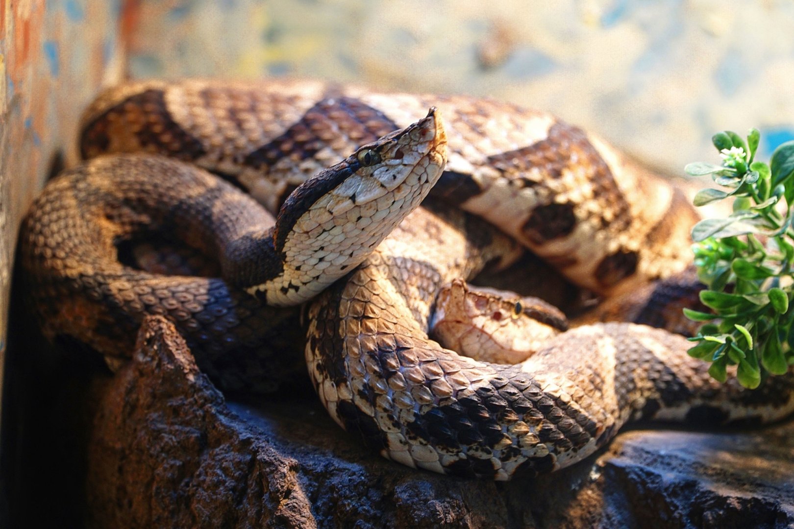 Hundred-pace pitviper