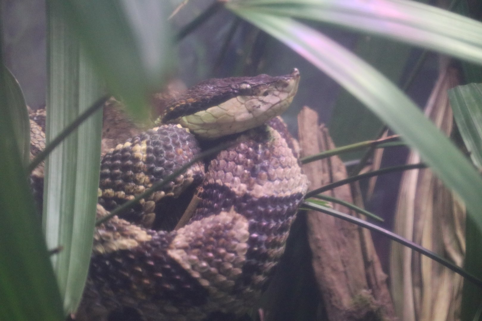 Hundred-pace Viper (Deinagkistrodon acutus)