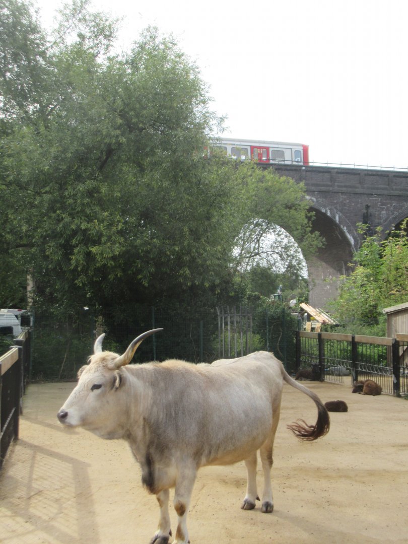 Hungarian cow and "underground" train