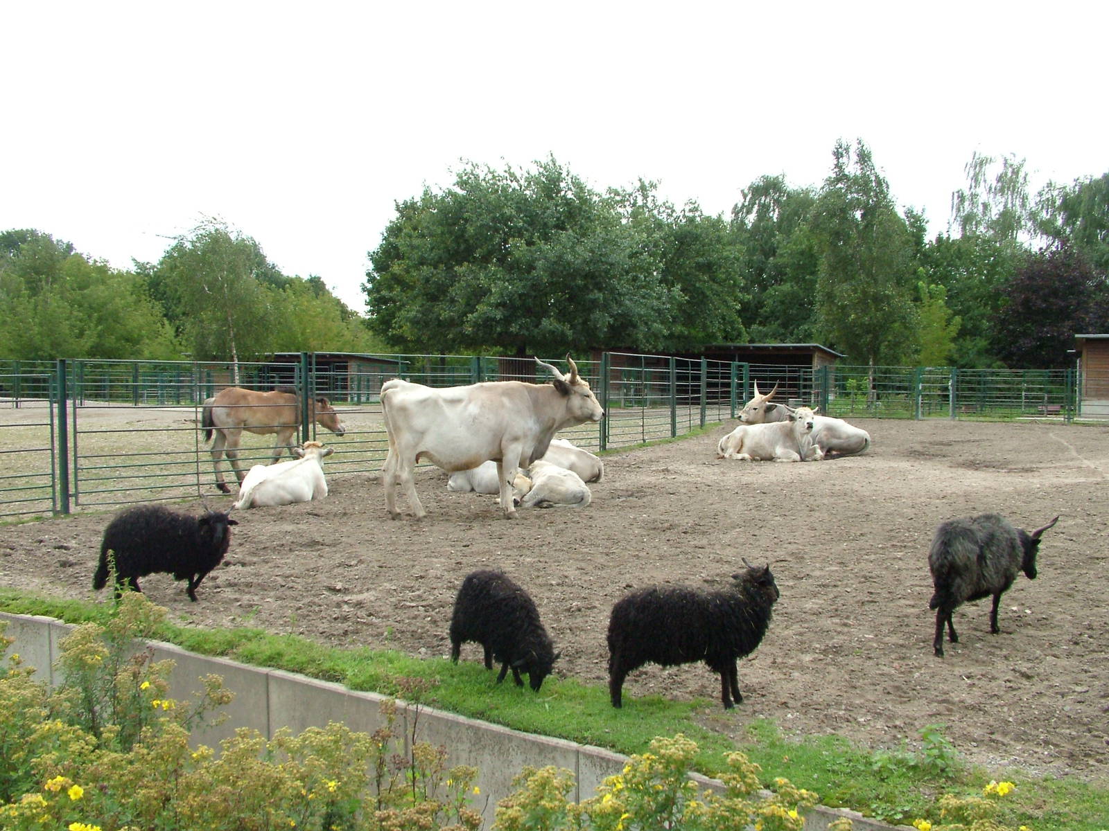 Hungarian Domestics at Tierpark Berlin, 30/08/11