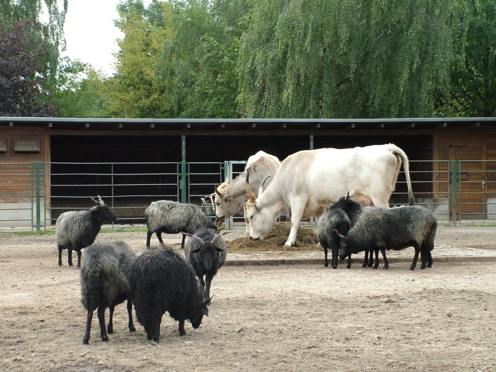Hungarian Domestics at Tierpark Berlin, 30/08/11