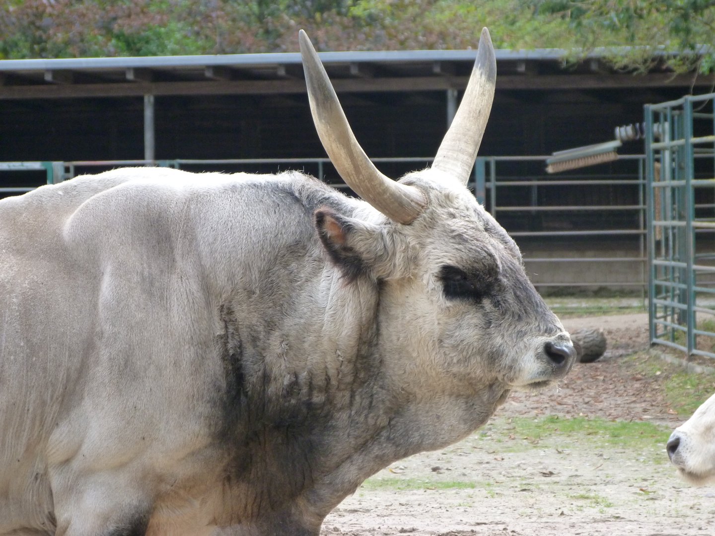 Hungarian grey bull -Tierpark Berlin (2024)