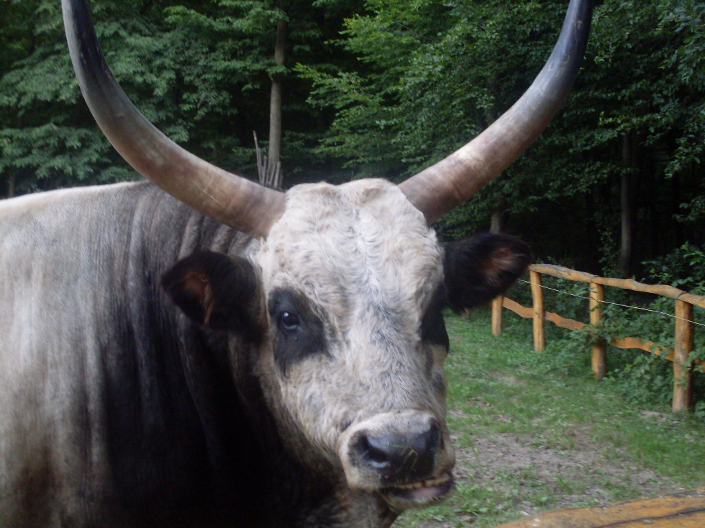 Hungarian grey bull