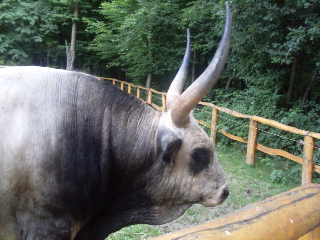 Hungarian grey bull