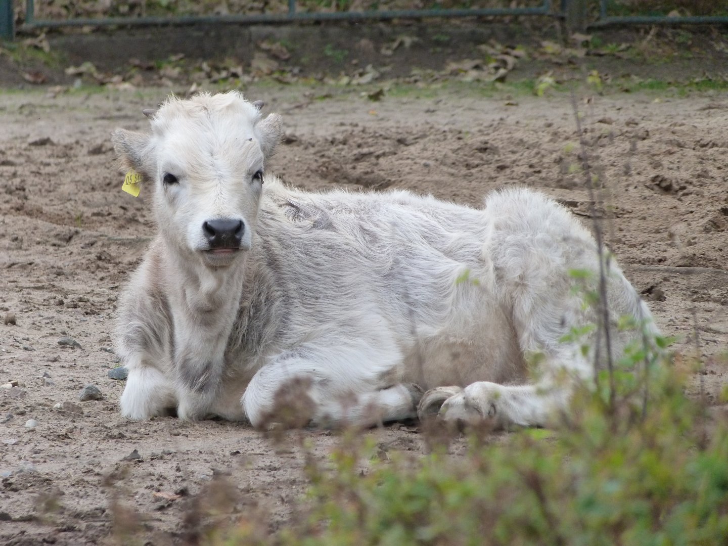 Hungarian grey calf -Tierpark Berlin (2024)
