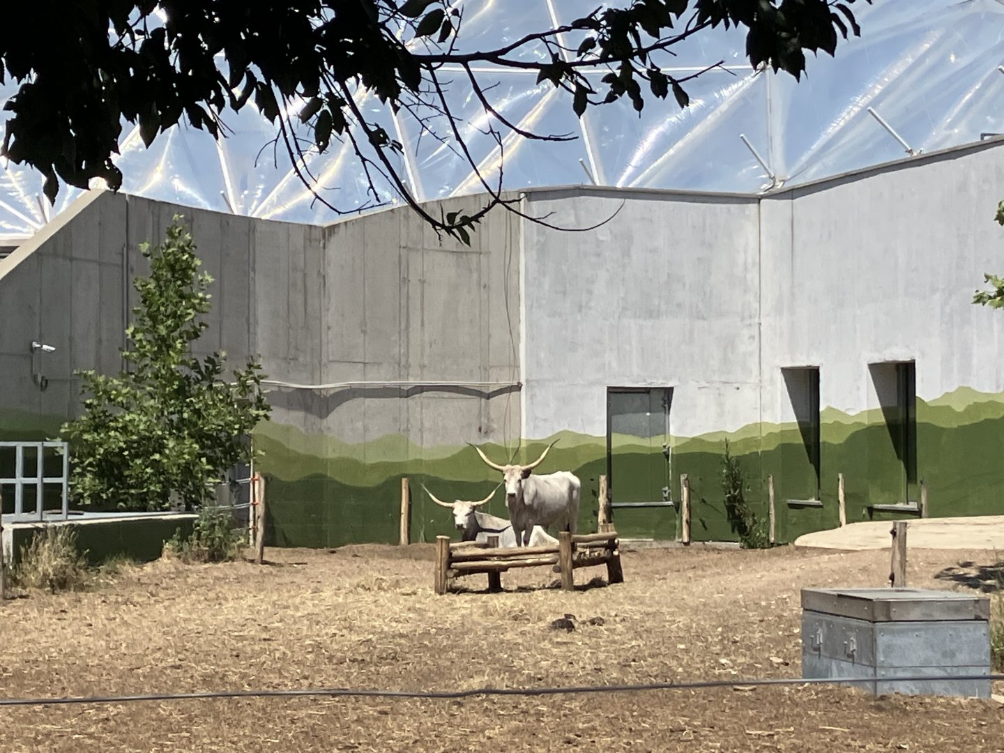 Hungarian Grey Cattle-06/2025