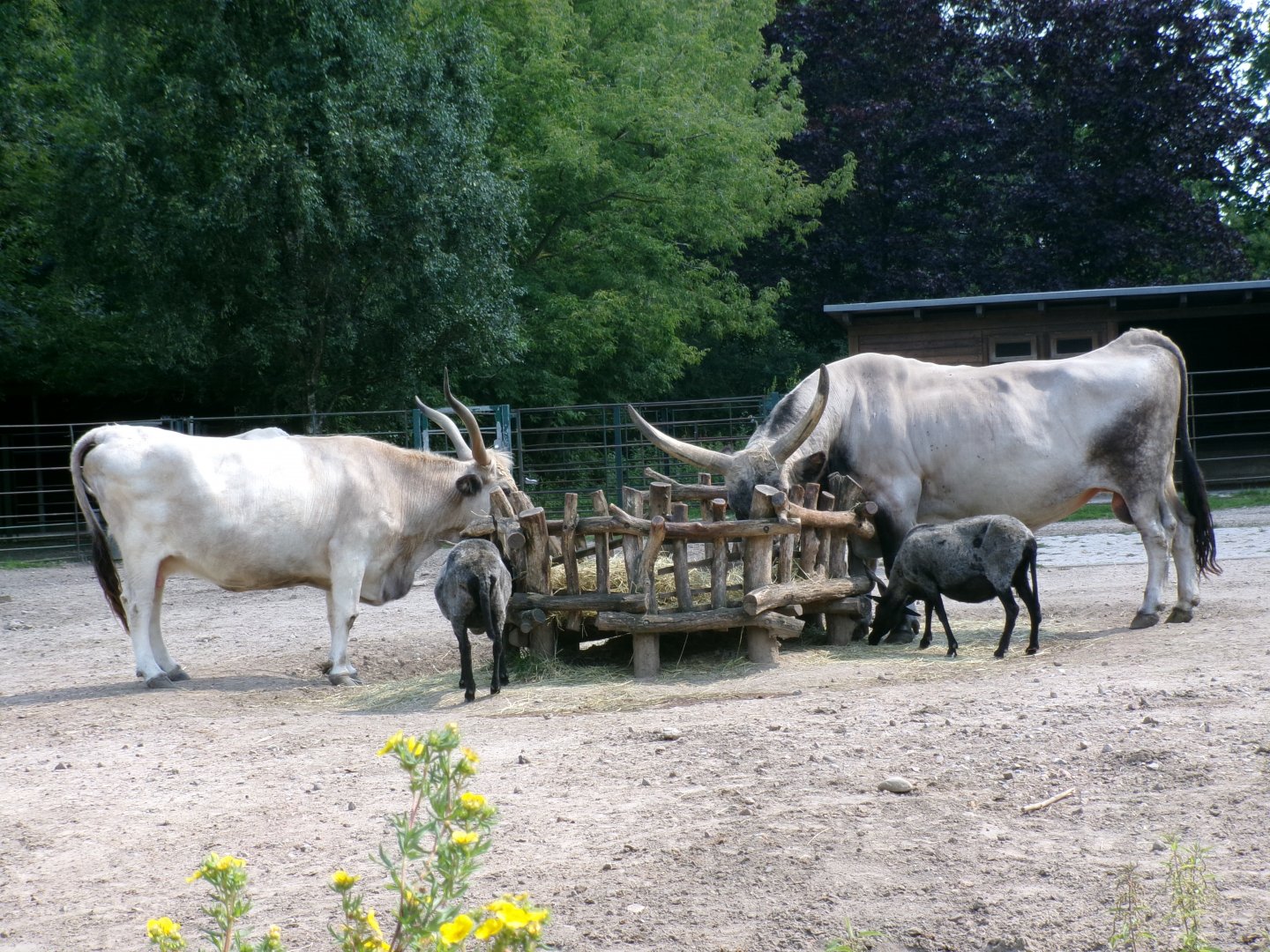 Hungarian grey cattle and racka sheep