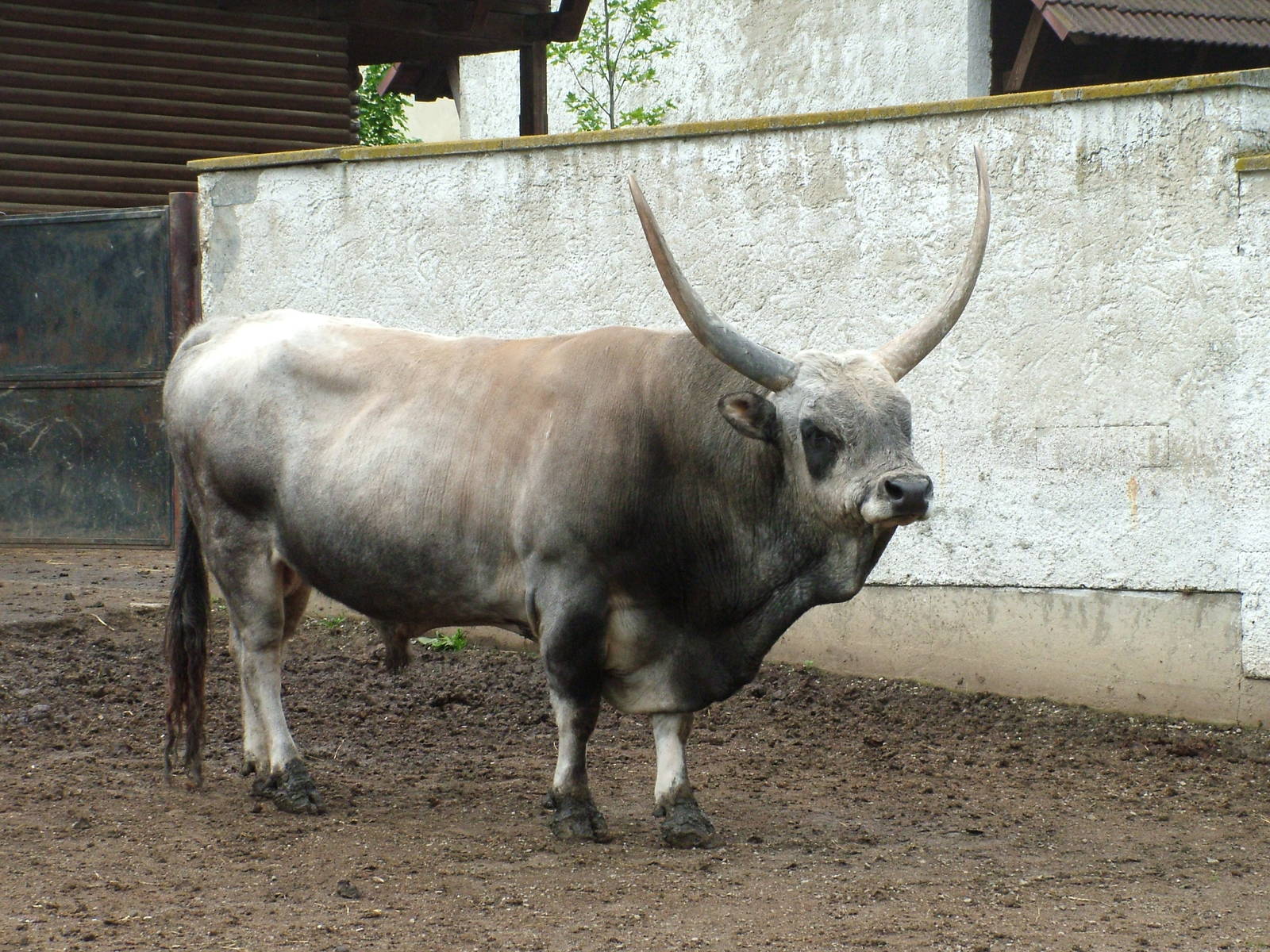 Hungarian Grey Cattle at Vyskov, 30/05/10