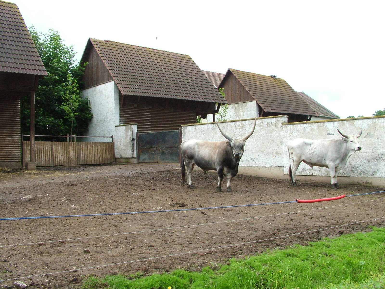 Hungarian Grey Cattle paddock at Vyskov, 30/05/10