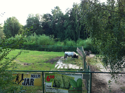 Hungarian Grey Cattle