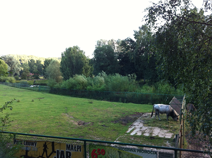 Hungarian Grey Cattle