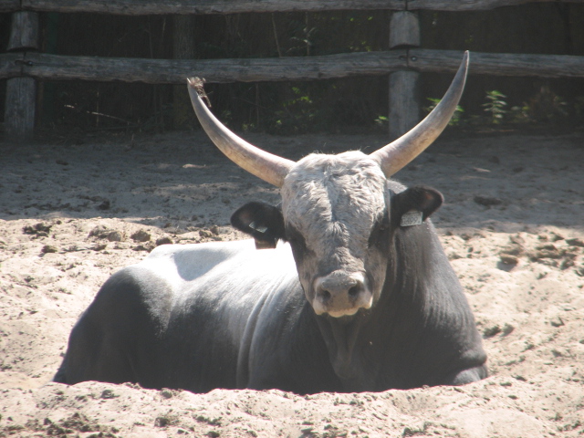 Hungarian grey cattle