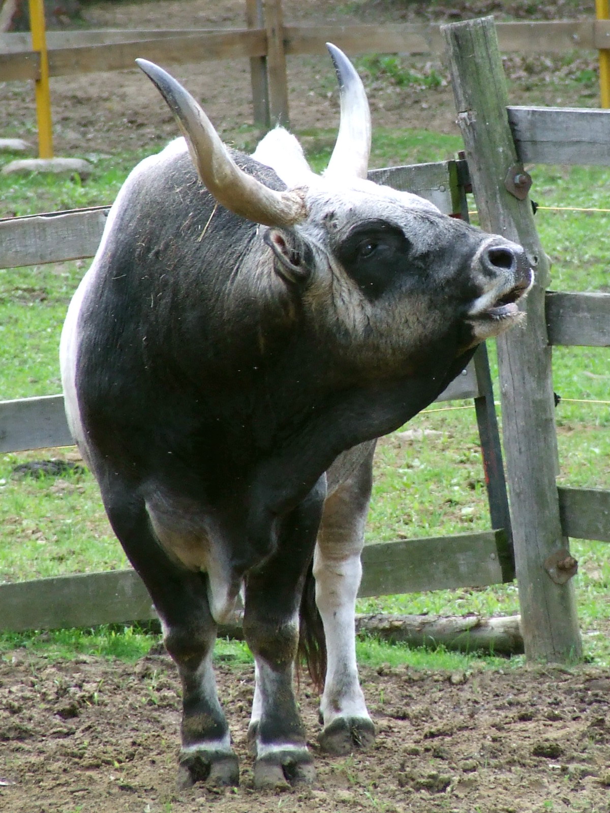 Hungarian Grey Cattle