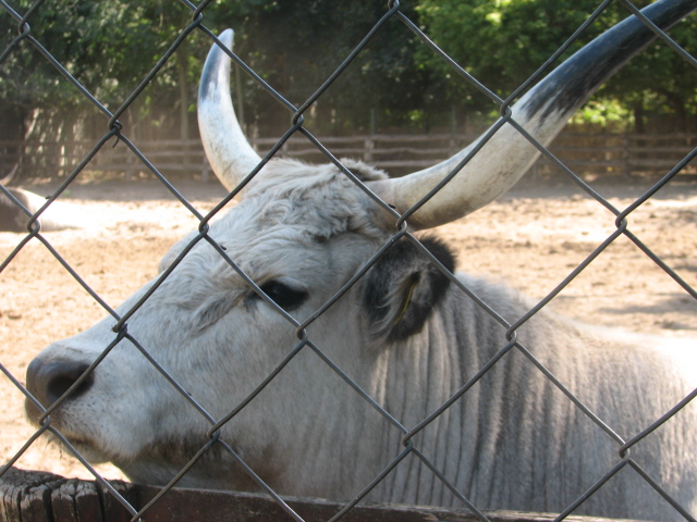 Hungarian grey cow portrait