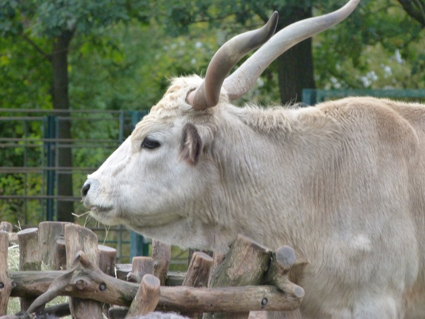 Hungarian grey cow -Tierpark Berlin (2024)