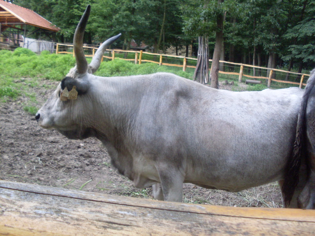 Hungarian grey cow
