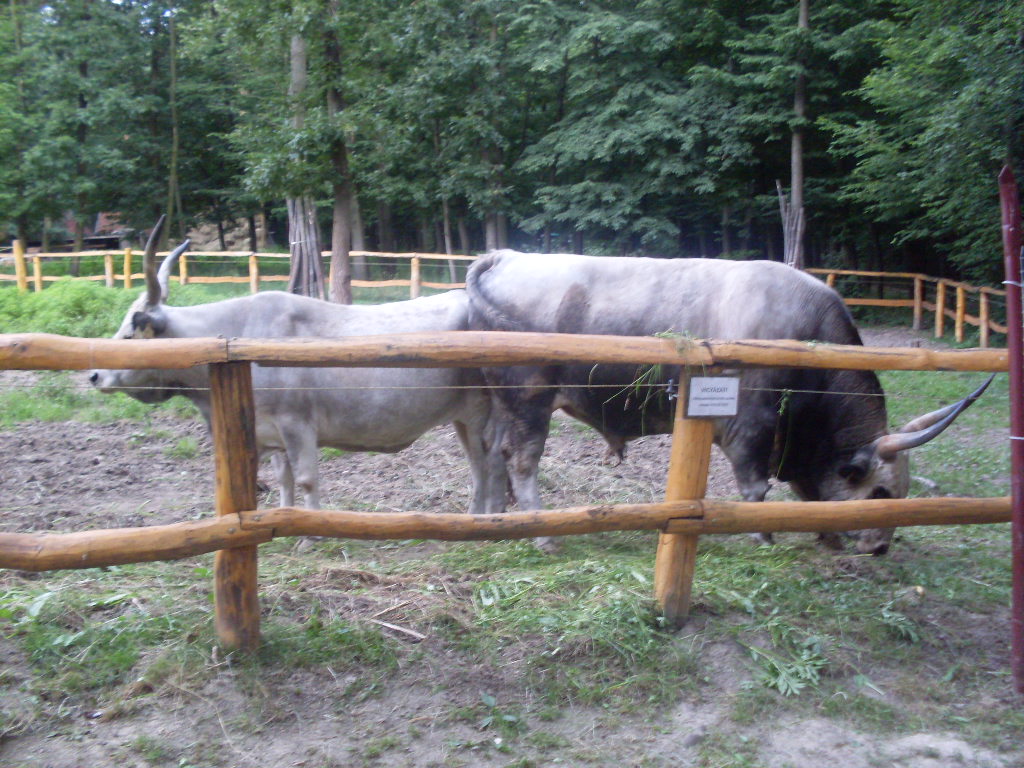Hungarian grey cow