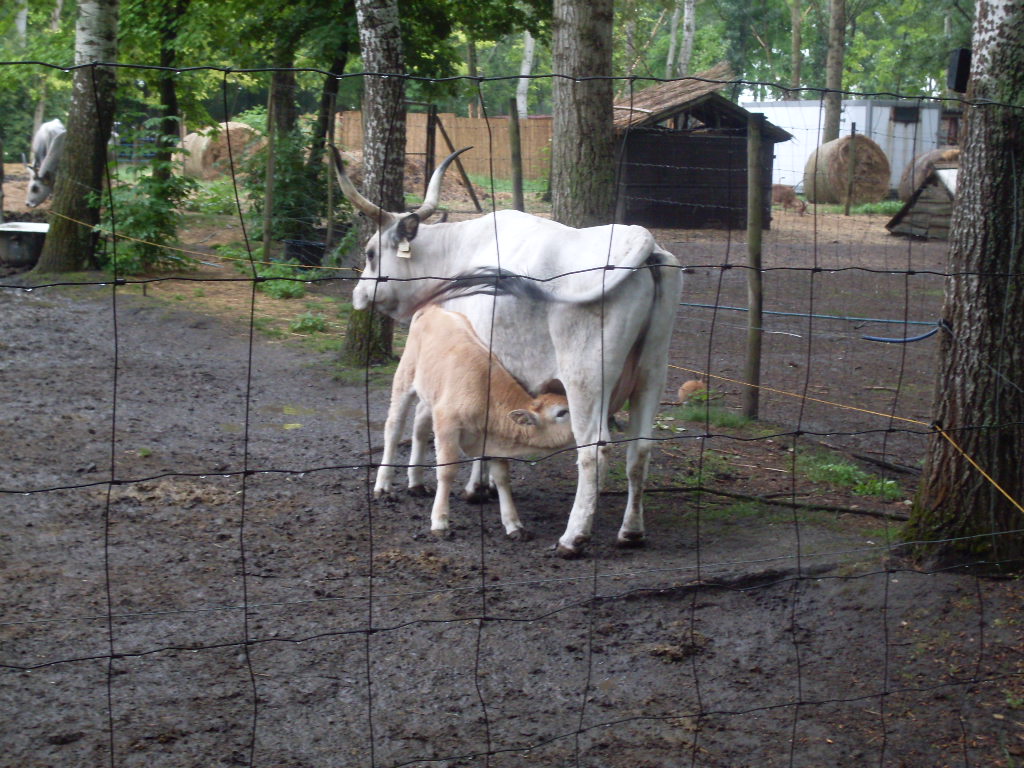Hungarian grey cow