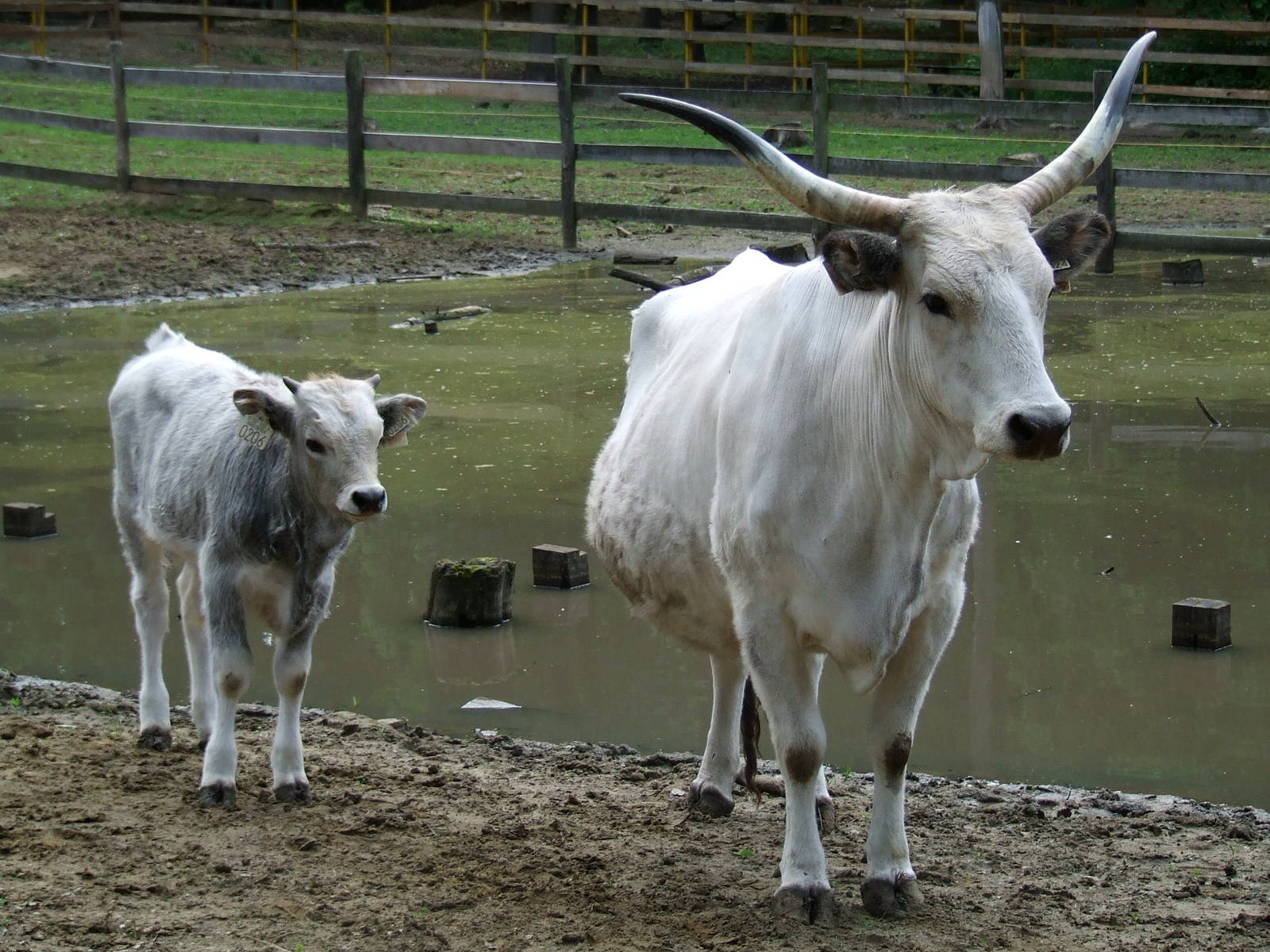 Hungarian Grey Cow