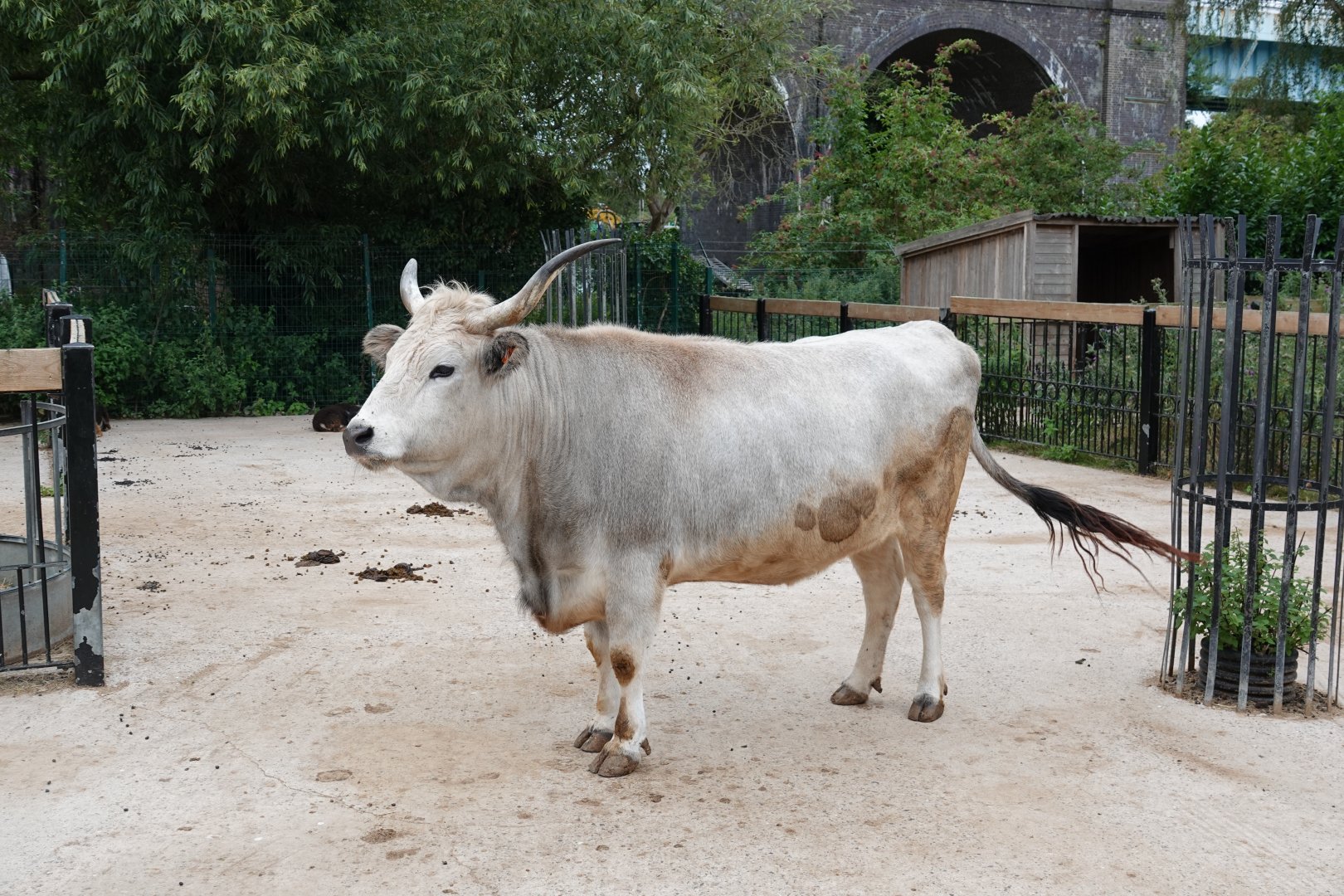 Hungarian grey steppe