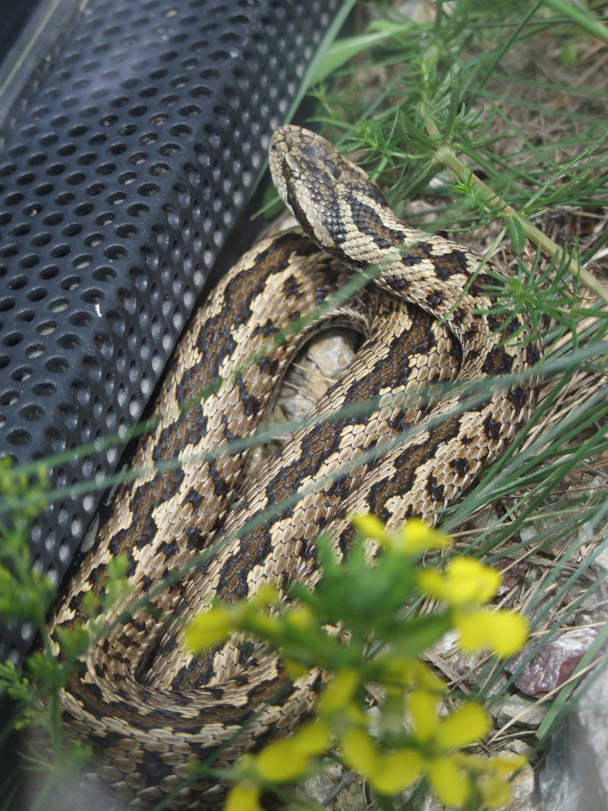 Hungarian Meadow Viper at Vienna, 14/06/13