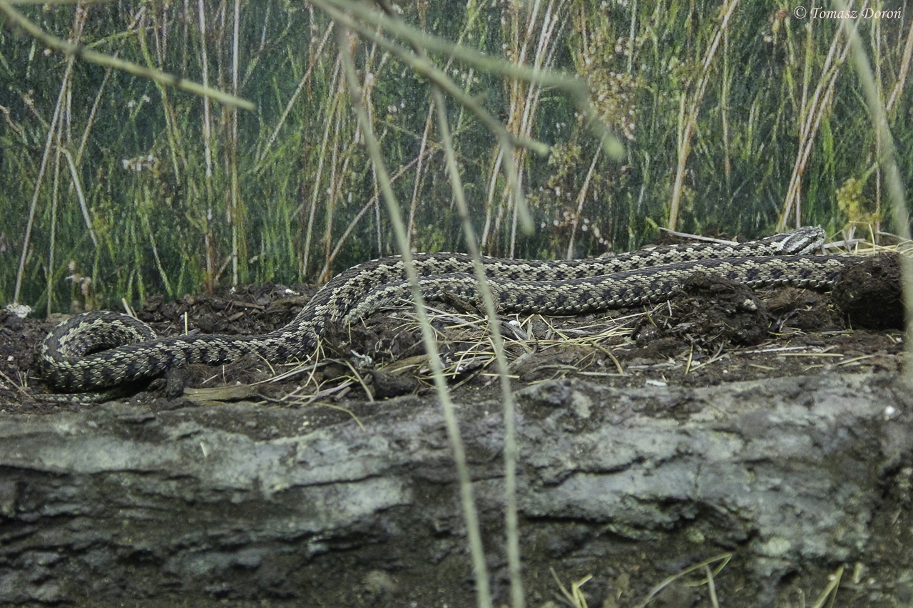 Hungarian Meadow Viper (Vipera ursinii rakosiensis)