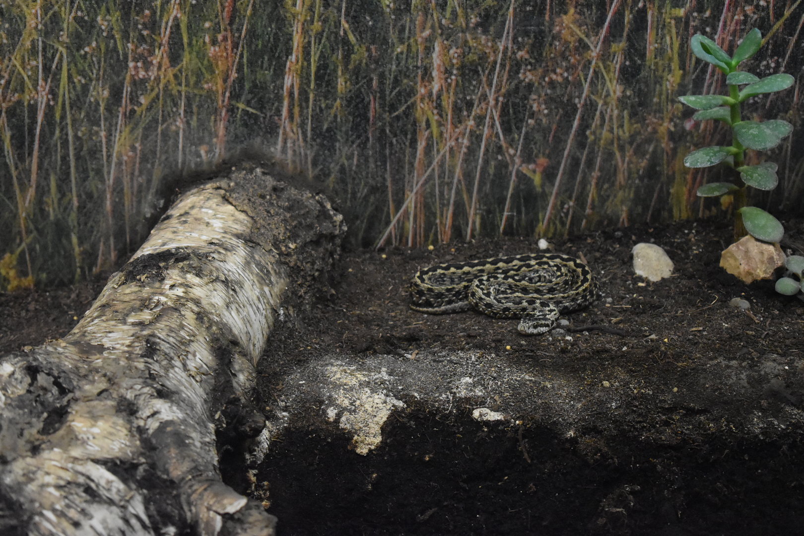 Hungarian meadow viper (Vipera ursinii rakosiensis)