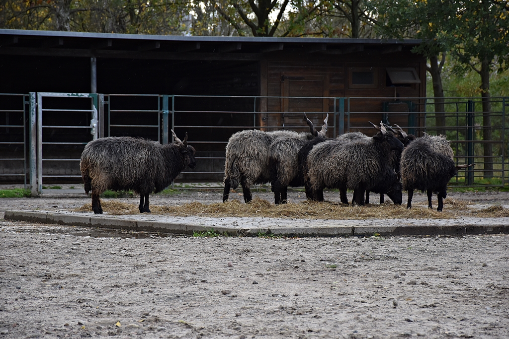 Hungarian Screw-Horned Sheep
