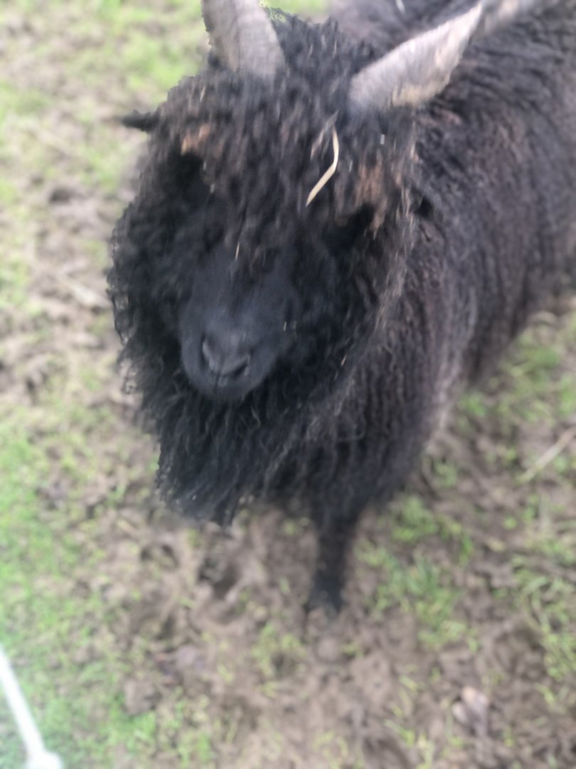 Hungarian screwhorn - Melsop farm park