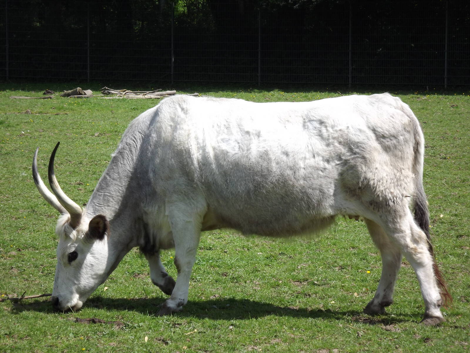 Hungarian steppe cattle