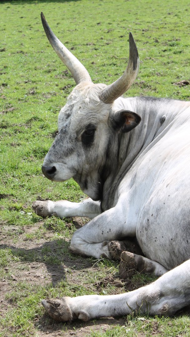 Hungarian steppe cattle